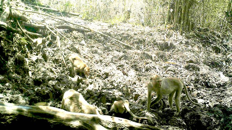 Monky long-tailed macaques by WCS Cambodia on 5 of 2017-1.jpg