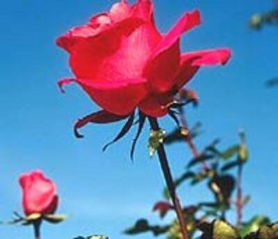 Rose200.jpg