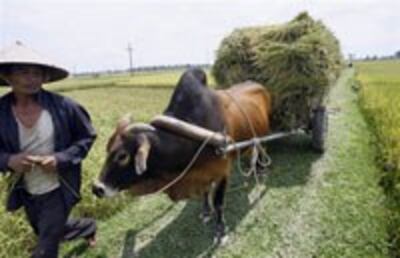 FarmerCow200.jpg