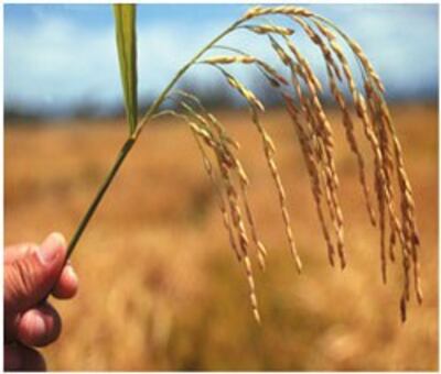 hybrid-rice-250.jpg
