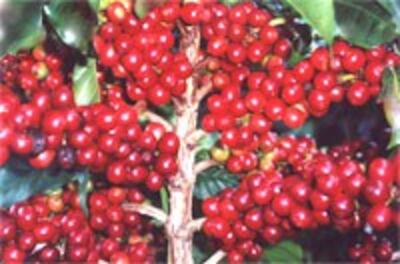 ArabicaCoffee200.jpg