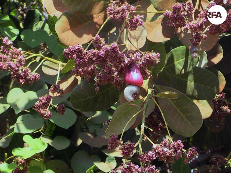 ចម្ការ​ស្វាយចន្ធី​របស់​កសិករ​ខេត្ត​រតនគិរី។ រូបថត​​ថ្ងៃ​ទី​៣ ខែ​មីនា ឆ្នាំ​២០១៧។ RFA/Ratha Visal