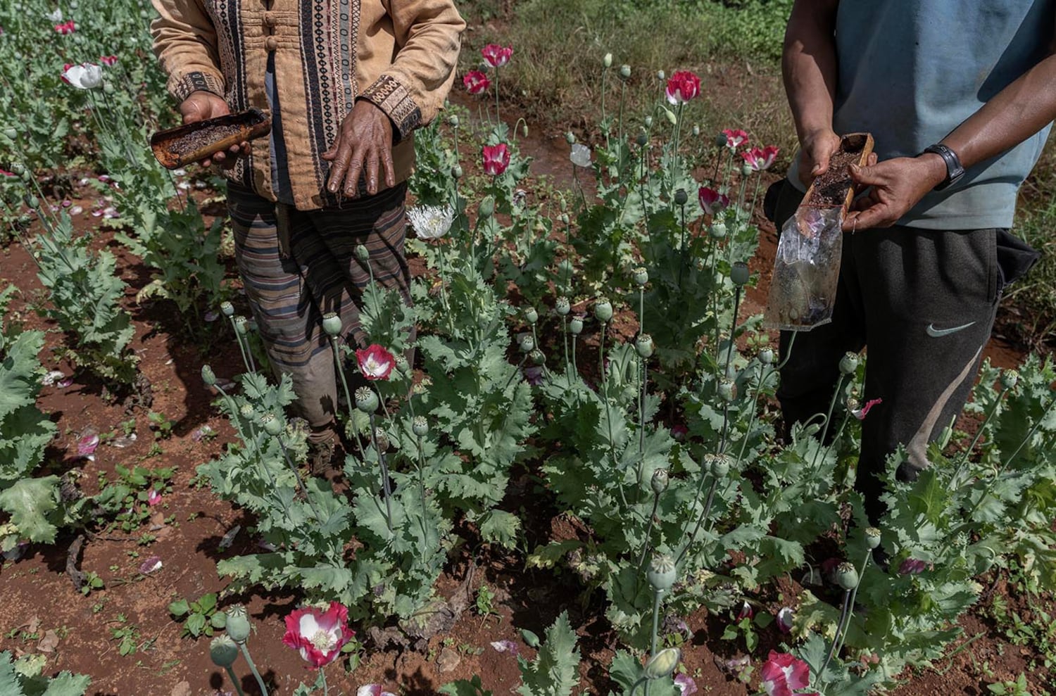 Farmers harvest the sap from poppy seedpods in southern Shan state, Myanmar, Oct. 29, 2024. “People come and buy our harvest. We don’t ask or don’t care who they are,