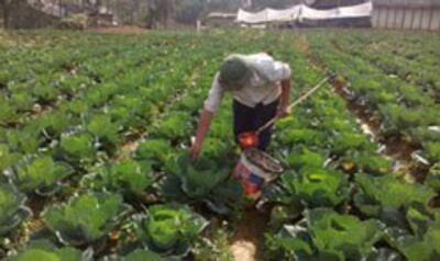 Vườn bắp cải ở Sapa trước khi có tuyết rơi. RFA PHOTO.