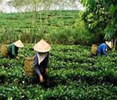 Đồi chè Thái Nguyên. Photo courtesy of lantabrand.com