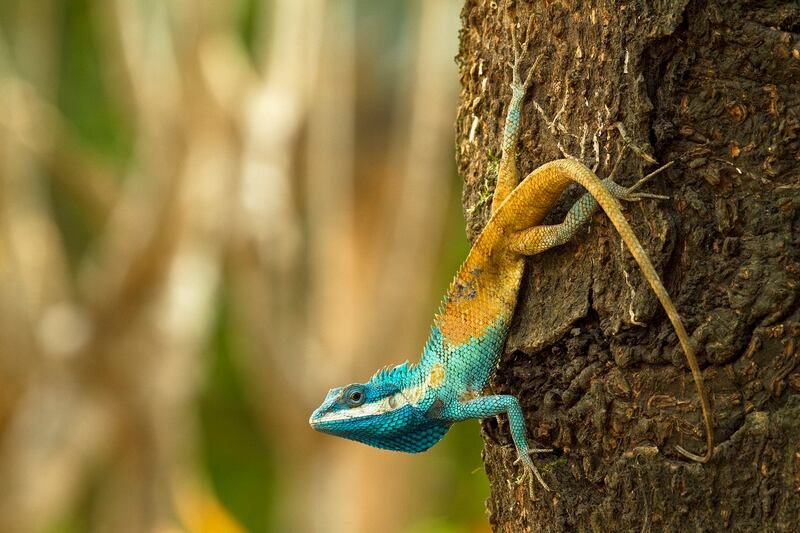 CAMBODIA_Calotes goetzi_Henrik Bringsoe.jpg