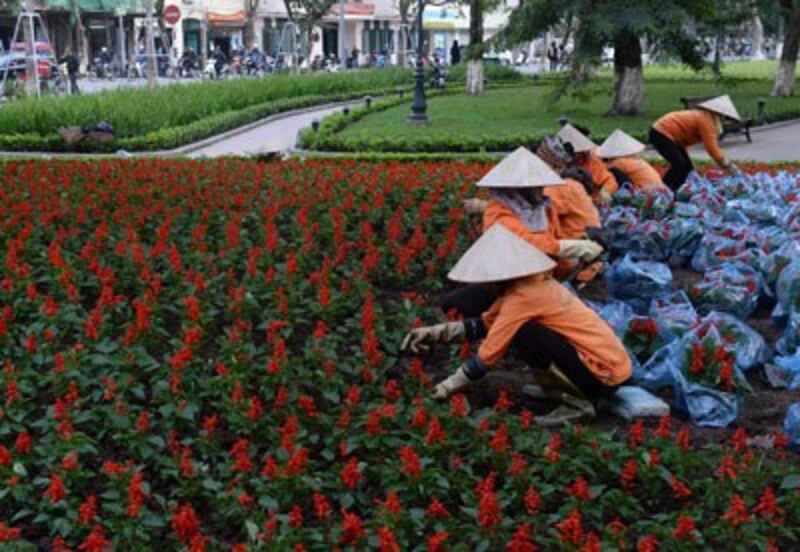 Công nhân trang trí cho Tết Nguyên đán sắp tới tại Hà Nội, ảnh chụp hôm 13/1/2017.