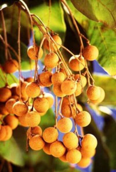 longan-200.jpg