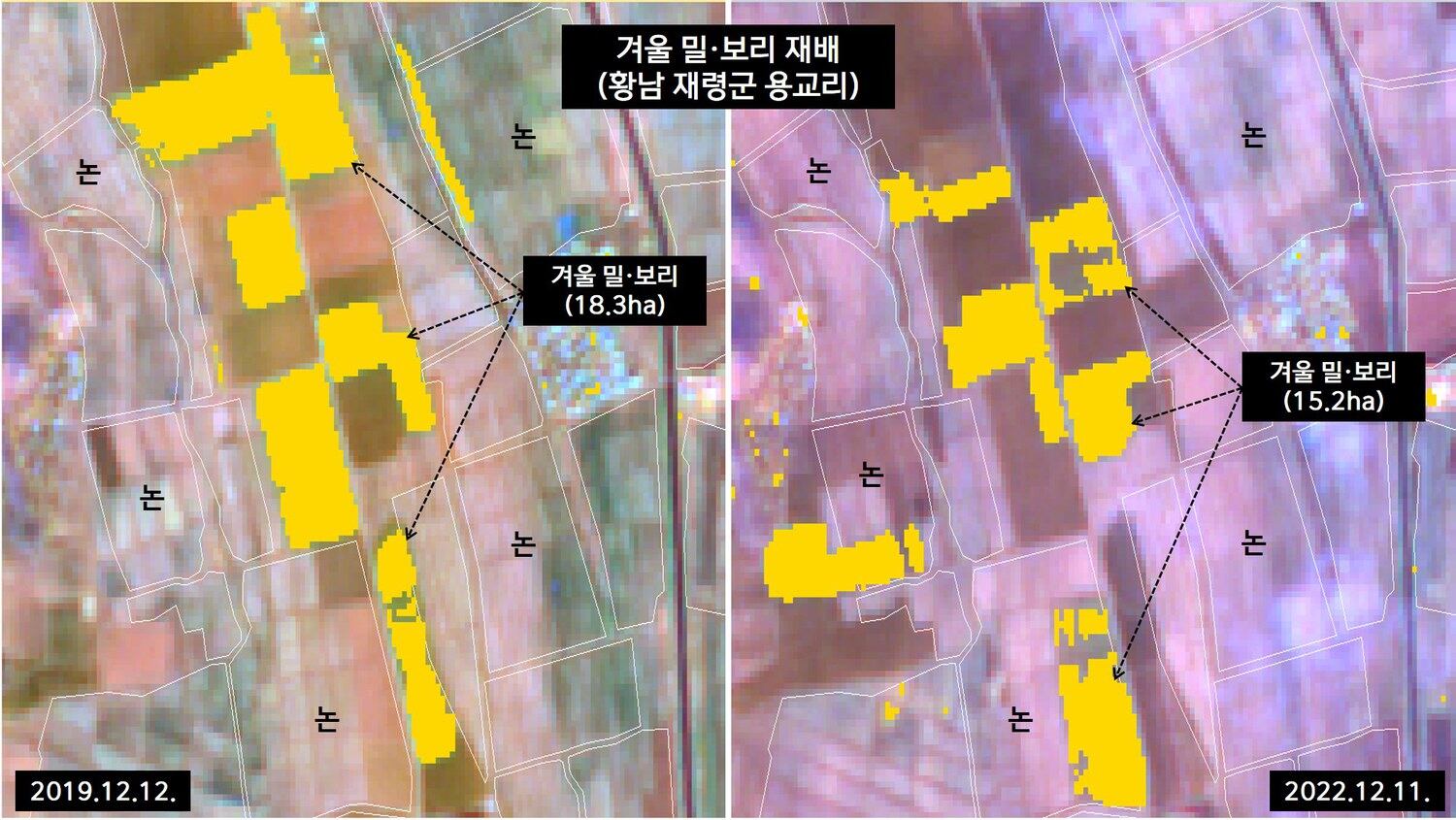 북한 황해남도 재령군 용교리 협동농장 밀∙보리 재배면적을 위성사진 식생지수(NDVI) 분석을 통해 산출해본 결과 겨울철 재배면적(15.2ha)이 코로나 대유행으로 북중 국경을 봉쇄하기 전인 2019년 12월(18.3ha)보다 약 16.9% 정도 감소한 것으로 나타났다.