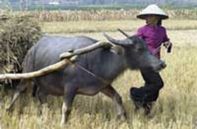 farmerRice200.jpg