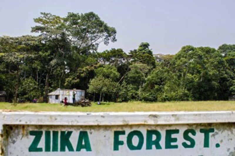 Rừng Ziika ở Uganda gần Entebbe là nơi virus Zika lần đầu tiên được phát hiện vào tháng 4 năm 1947. AFP photo