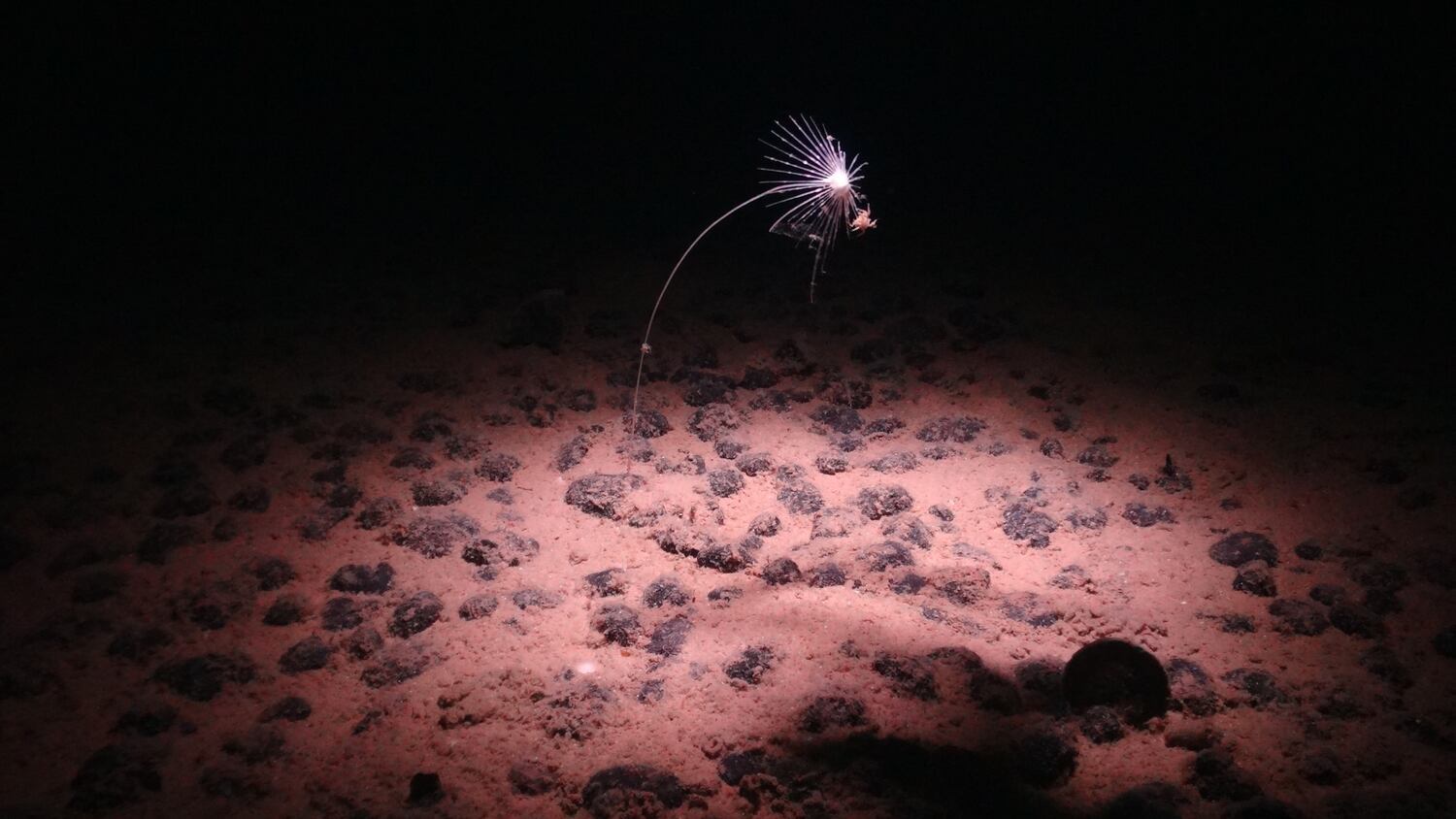 US deep sea mining plan would likely violate international law