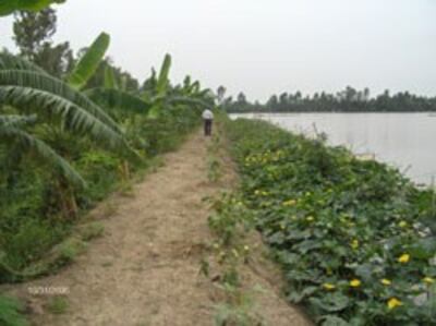 debao250.jpg