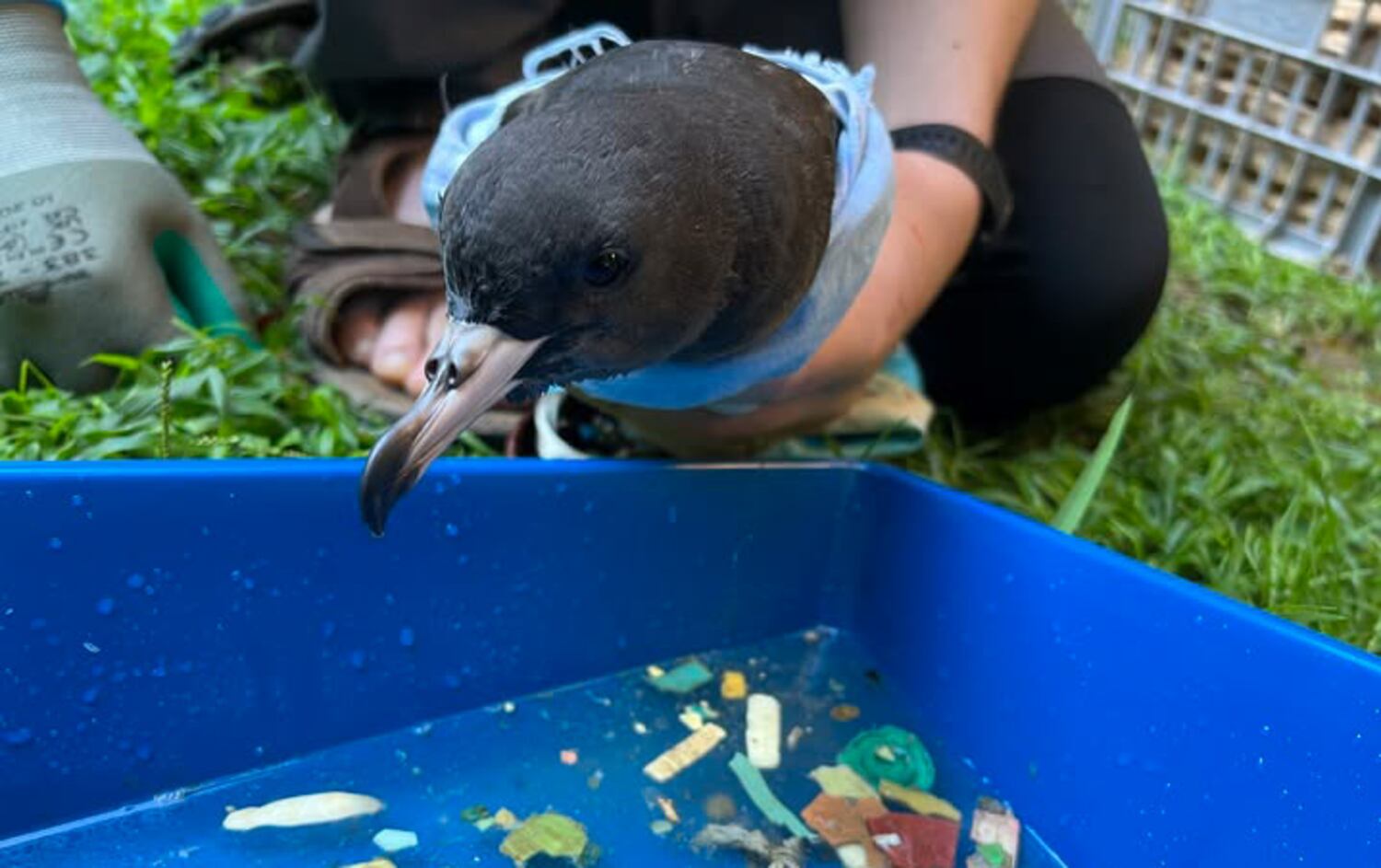 Remote island’s brain-damaged seabirds show far-reaching impact of plastic pollution