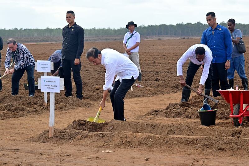 This handout photo released by the Indonesian presidential office shows Joko Widodo, president of Indonesia until October this year, on July 23, 2024 at a sugar-cane planting ceremony in the Merauke regency of South Papua Province.
