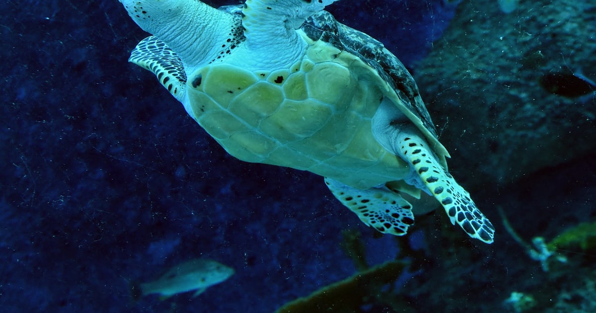 Turtle power: how China uses scientific research to try to bolster territorial claims