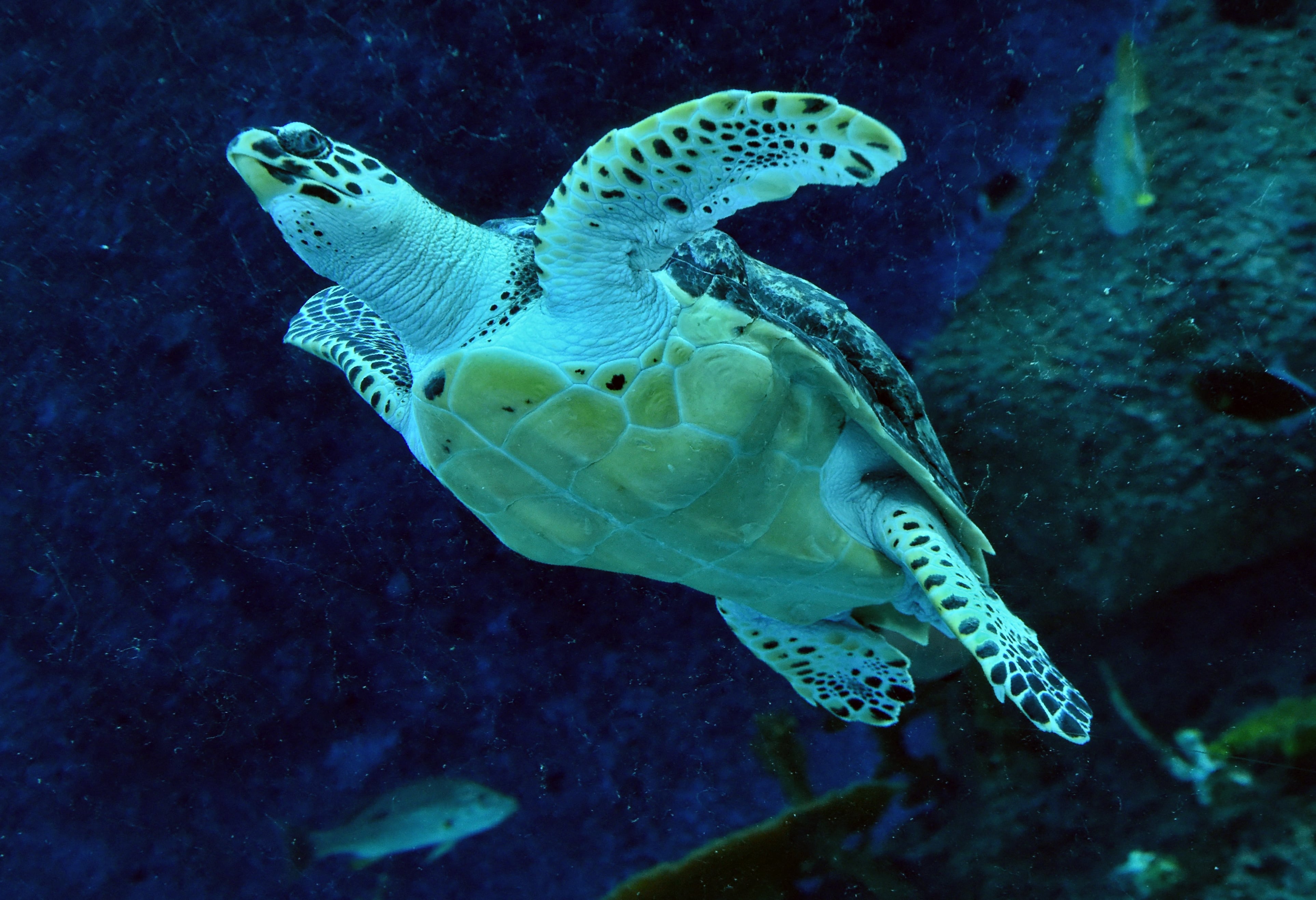 Turtle power: how China uses scientific research to try to bolster territorial claims