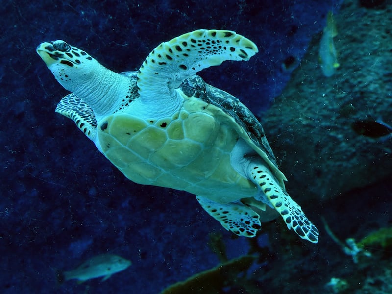 Turtle power: how China uses scientific research to try to bolster territorial claims