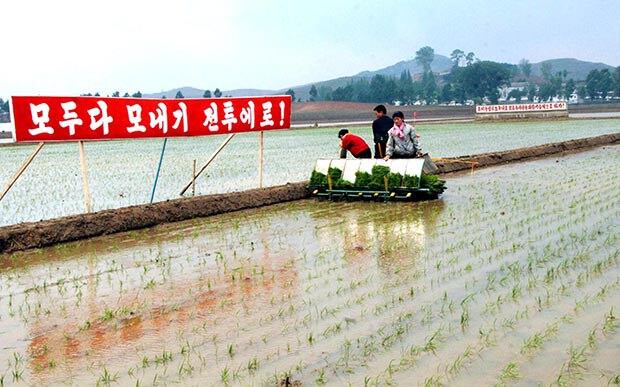 북한 강서구역 청산리에서 모내기를 하고 있다.