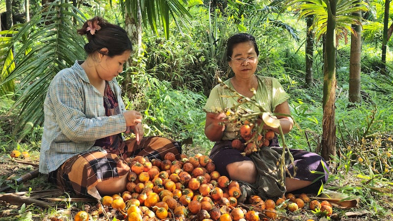 မွန်​ပြည်နယ် ရေးမြို့နယ် ကျောင်းရွာ တိုက်နယ်မှ ကွမ်းသီးစိုက်ခင်းပိုင်ရှင် ဒေါ်စန်းဝင်းတို့ သားအမိ ကွမ်းသီး ဆွတ်ယူသိမ်းနေသည်ကို ၂၀၂၄ ခုနှစ် နိုဝင်ဘာလ ၁၁ ရက်နေ့က တွေ့ရစဉ်။ (Photo: RFA)