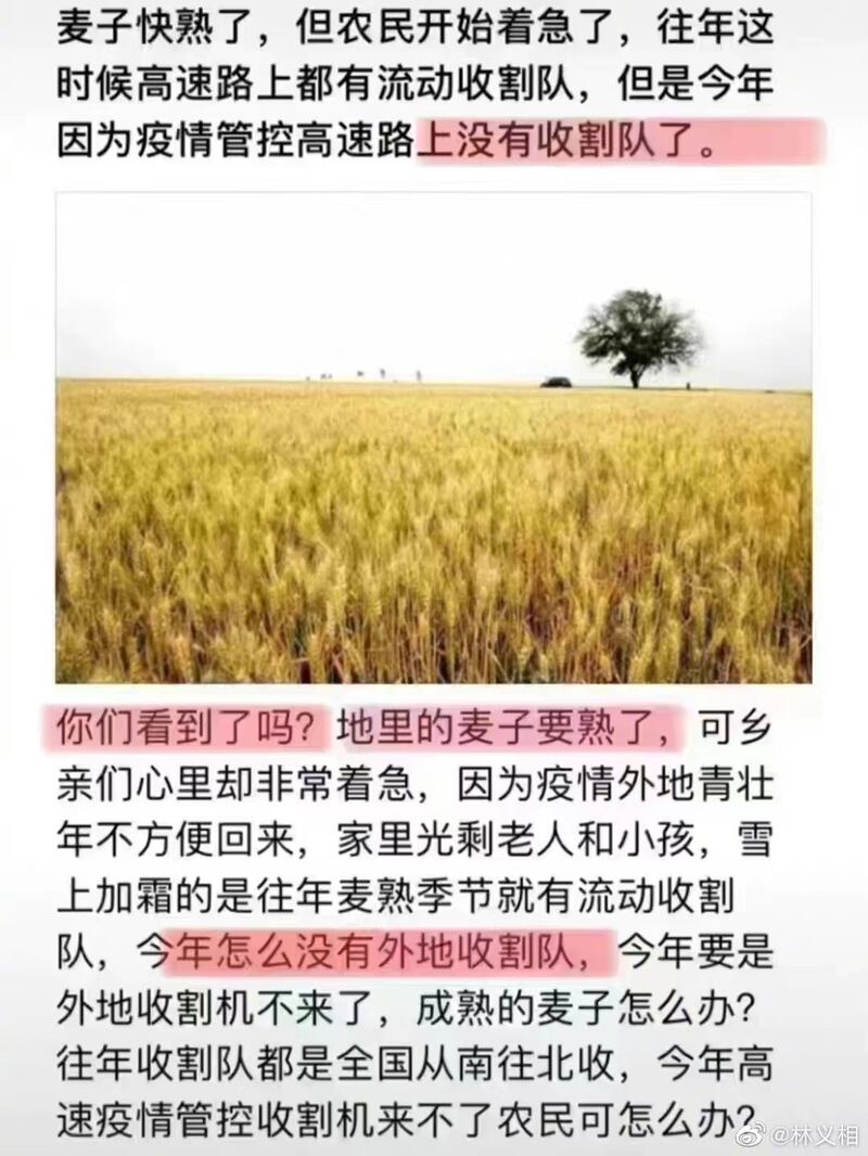 中國農民種植的麥子將熟,但當局不准農民下地。今年部分地區的夏糧能否入倉,暫難下定論。(網絡圖片)