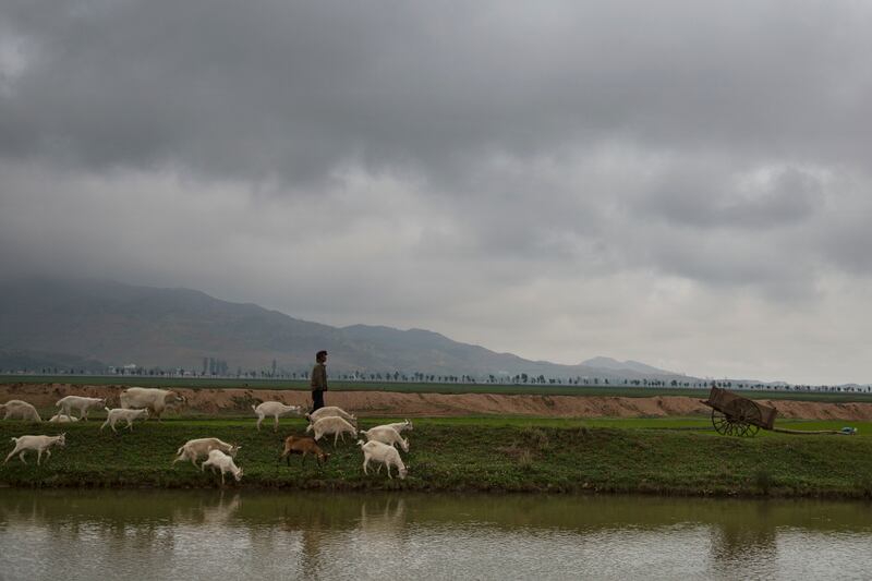herds-goats.jpg