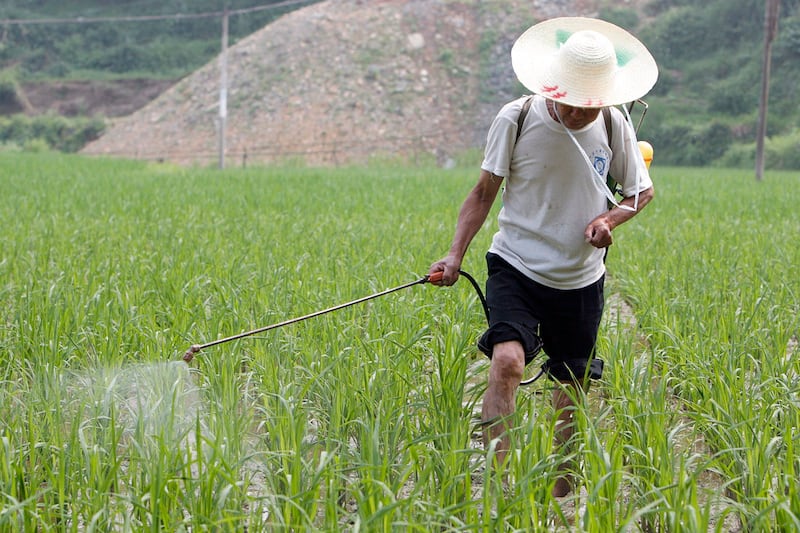 中国农业高度仰赖农药化肥,环境和粮食安全问题突出。(路透社)