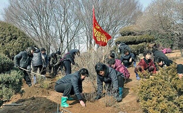 북한 주민들이 '식수절'을 맞아 봄철 나무심기를 하고 있다.