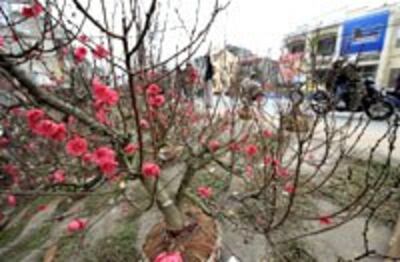 LunarNewYearFlower200.jpg
