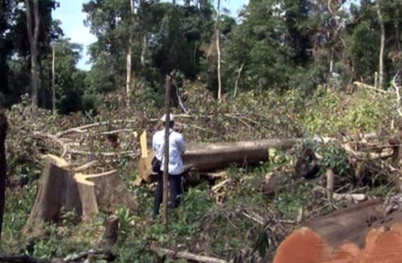 ព្រៃ​ឈើ​នៅ​តំបន់​អូរស៊ិនលៃរ៍ នៅ​ឃុំ​កាឡែង ស្រុក​លំផាត់ ខេត្ត​រតនគិរី ត្រូវ​គេ​កាប់​រាន​ដើម្បី​យក​ដី​កាល​ពី​ថ្ងៃ​ទី​១៥ ខែ​តុលា ឆ្នាំ​២០១៣។