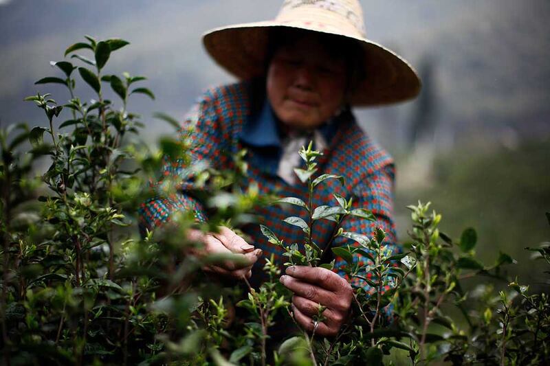 A woman plucks tea leaves in Moganshan, Zhejiang province. Extreme weather, such as drought or heavy rainfall, is detrimental to the growth of tea trees, causing tea buds to germinate slowly and become smaller Credit: Carlos Barria/Reuters