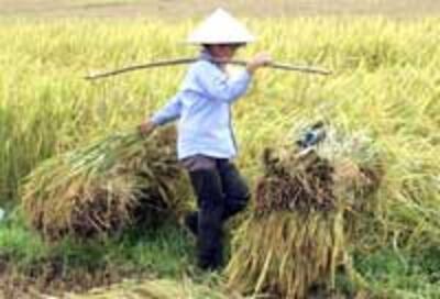FarmerRice200.jpg