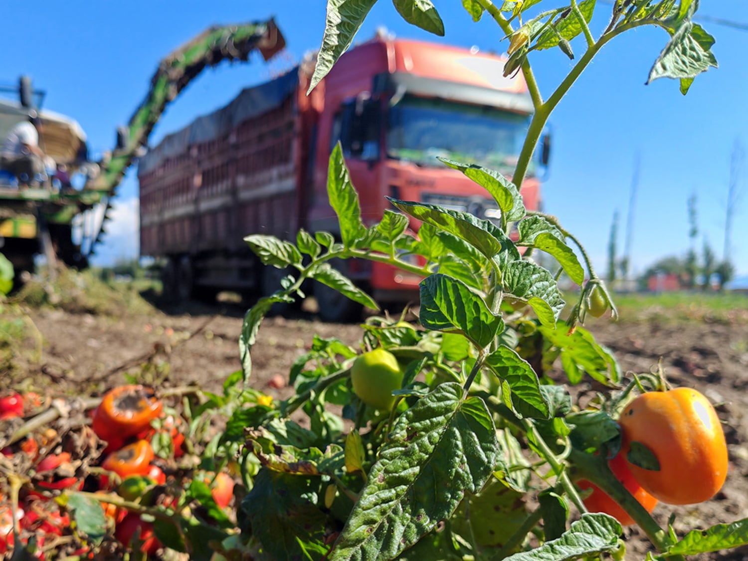 Tomatoes are harvested in Bole, capital of Bortala Mongol Autonomous Prefecture, in northwestern China's Xinjiang region, Sept. 12, 2024.