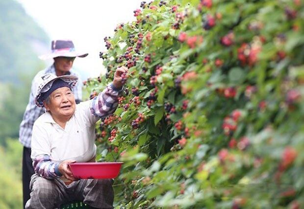 지리산 자락인 경남 함양군 지곡면 덕암리의 복분자밭에서 농민이 친환경 농법으로 재배한 복분자를 수확하고 있다. 복분자는 성 기능 증진, 간 기능 보호, 노화방지, 피로해소, 시력 보호, 피부 미용에 좋은 것으로 알려졌다.