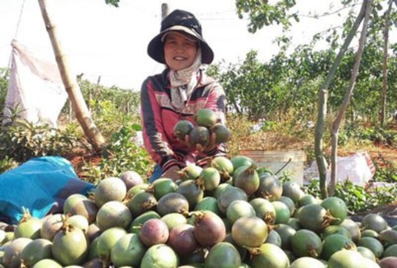 Một nông dân thu hoạch chanh dây. Ảnh minh họa.