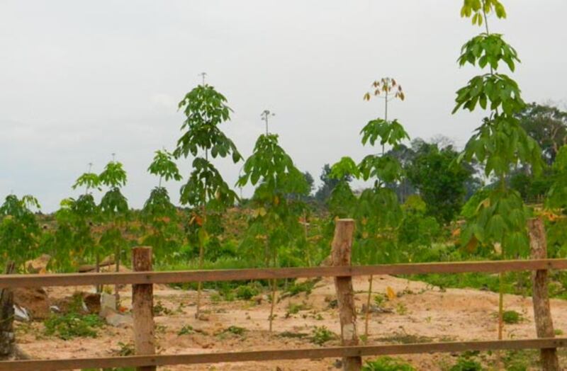 កូន​កៅស៊ូ​ដែល​ក្រុមហ៊ុន​ទទួល​បាន​ដី​សម្បទាន​សេដ្ឋកិច្ច​ពី​រដ្ឋាភិបាល​ដាំ​នៅ​តំបន់​ព្រៃឡង់ ស្ថិត​ក្នុង​ស្រុក​សណ្ដាន់ ខេត្ត​កំពង់ធំ។ រូបថត​ថ្ងៃ​ទី​១៥ ឧសភា ឆ្នាំ​២០១៣