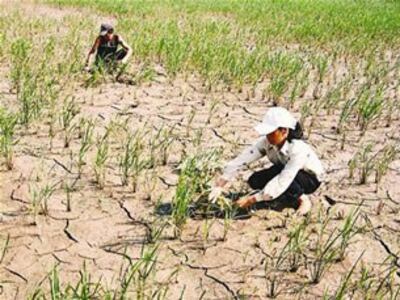 Do khô hạn nên nhiều diện tích trồng lúa ở miền Trung phải chuyển sang trồng hoa màu.