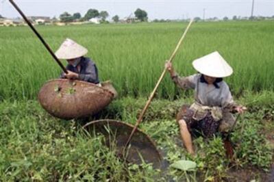Nông dân bắt cá và tôm trên cánh đồng ruộng ỡ Hà Tây , ảnh minh họa, AFP