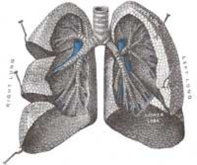 Lung200.jpg