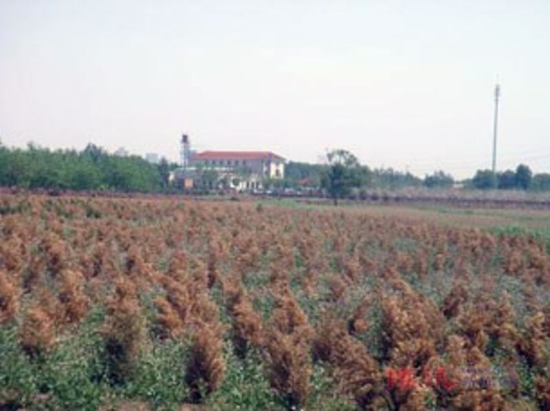 图片:远眺黄双来的别墅(博讯网)