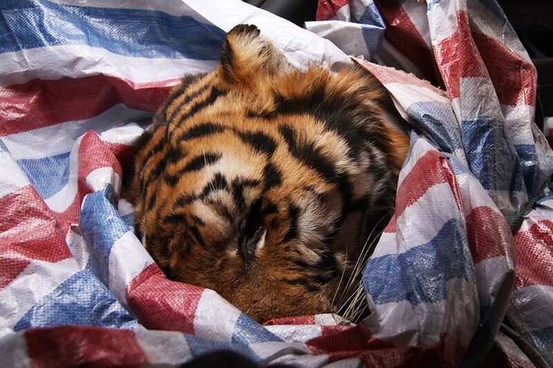 盗猎走私老虎，问题层出不穷。（法新社）