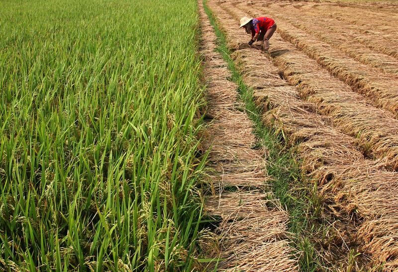 专家认为,土壤有机质是减缓全球暖化的关键。(路透社)