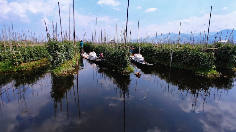 အင်းလေးကန် ရေပေါ်ကျွန်းမျော ခရမ်းချဉ်သီးစိုက်ခင်းများ။ Photo: RFA