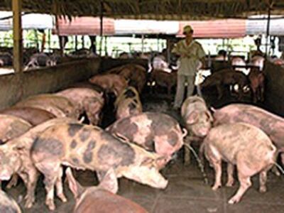 Nông dân Việt Nam gặp khó khăn