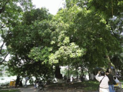 Cây Lộc Vừng ở Bờ Hồ Hoàn Kiếm, Hà Nội, lá đổi màu vàng khi trời vào thu. RFA photo.
