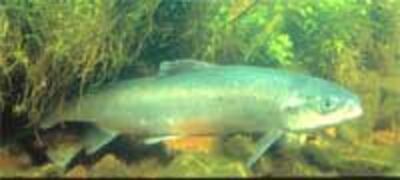 AtlanticSalmon200.jpg