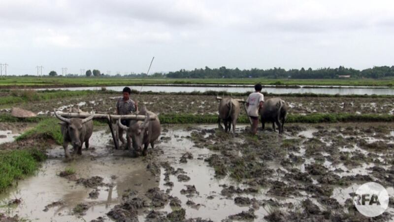 လယ်ထွန်နေတဲ့ တောင်သူတွေကို တွေ့ရစဉ်