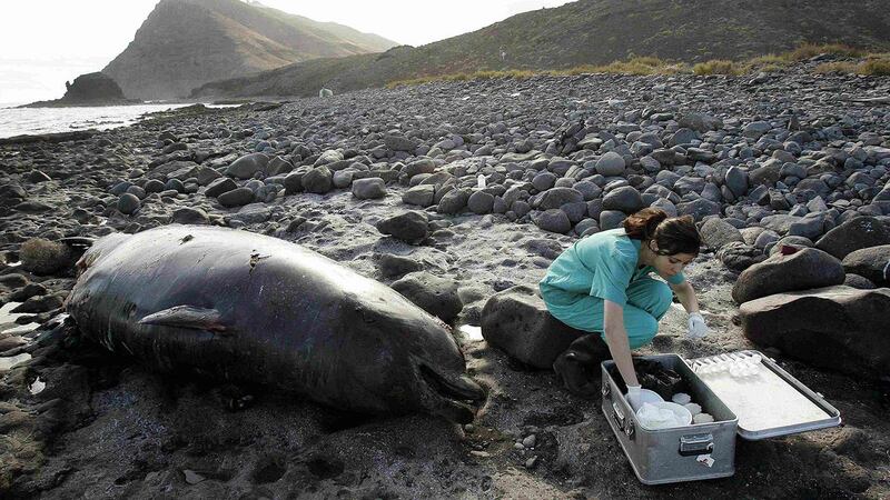 欧洲研究人员搜集搁浅鲸鱼的组织样本,推测死因可能跟北大西洋公约组织的军事活动有关。(路透社)