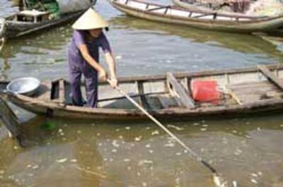 Không chịu nổi mùi hôi thối vì cá chết trên sông, người dân Tịnh Long Quảng Ngãi phải dùng ghe để vớt cá chết đem chôn. Photo courtesy of quangngai.com.vn