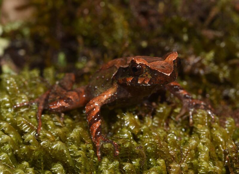 Jodi-Rowley-Australian-Museum-Mount-Ky-Quan-San-Horned-Frog-Megophrys-frigida.jpg